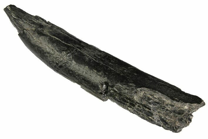 Fossil Sperm Whale (Scaldicetus) Tooth - South Carolina #177335